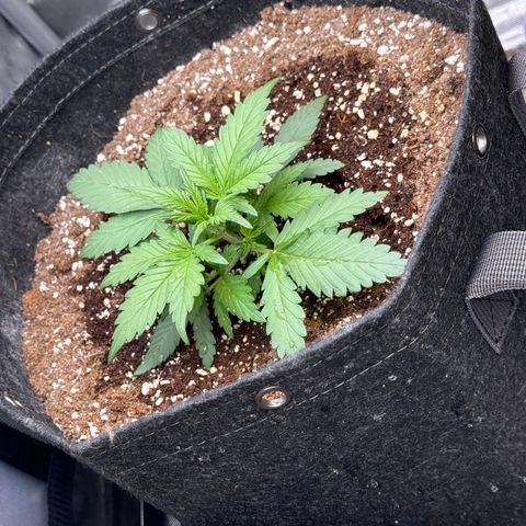 1st gorilla cookies (1 plant) growlog timeline photo