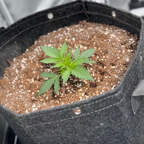 1st gorilla cookies (1 plant) growlog timeline photo