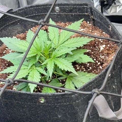 1st gorilla cookies (1 plant) growlog timeline photo