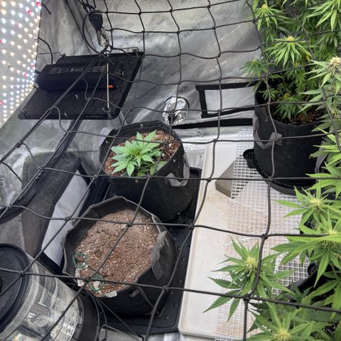 1st gorilla cookies (1 plant) growlog timeline photo