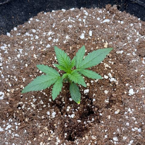 1st gorilla cookies (1 plant) growlog timeline photo