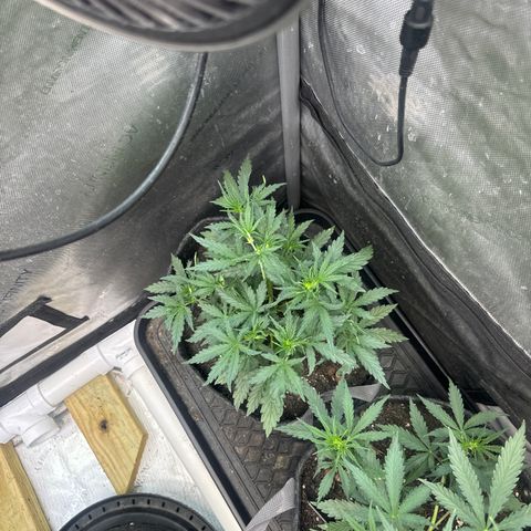 Strawberry Banana  #2 growlog timeline photo