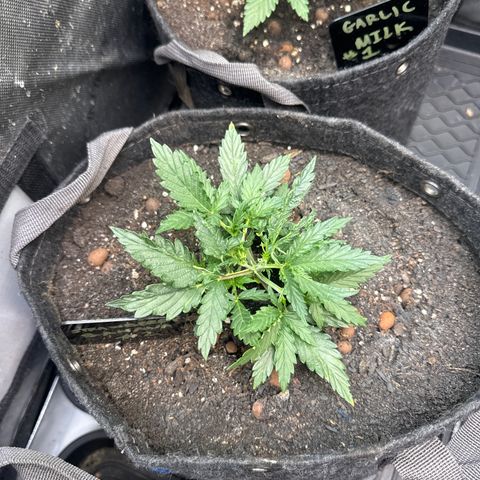 Strawberry Banana  #2 growlog timeline photo
