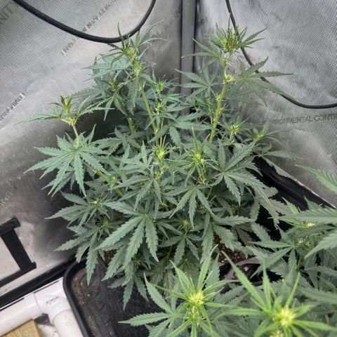Strawberry Banana  #2 growlog timeline photo