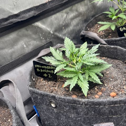 Strawberry Banana  #2 growlog timeline photo