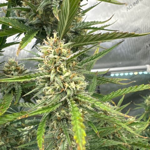 Strawberry Banana  #2 growlog timeline photo