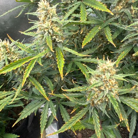 Strawberry Banana  #2 growlog timeline photo