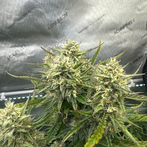 Strawberry Banana  #2 growlog timeline photo