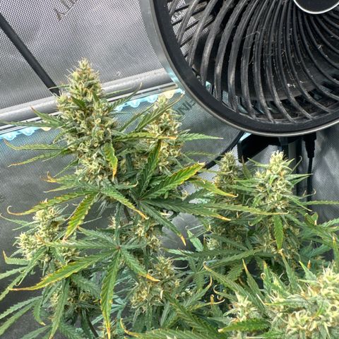 Strawberry Banana  #2 growlog timeline photo