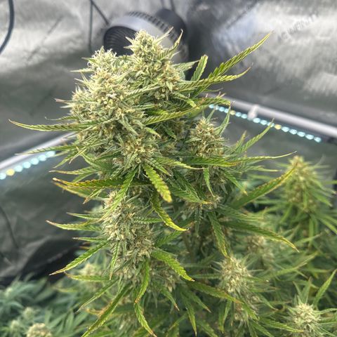 Strawberry Banana  #2 growlog timeline photo