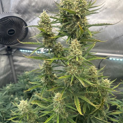 Strawberry Banana  #2 growlog timeline photo