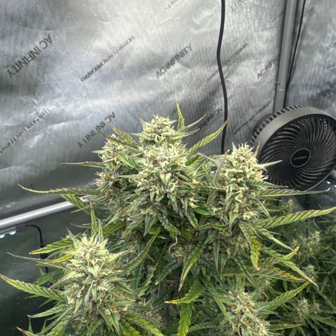 Strawberry Banana  #2 growlog timeline photo
