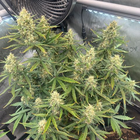 Strawberry Banana  #2 growlog timeline photo