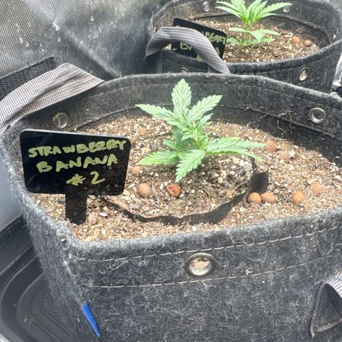 Strawberry Banana  #2 growlog timeline photo