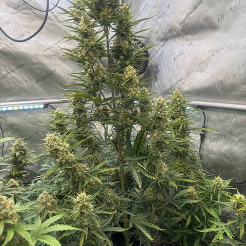 Strawberry Banana  #2 growlog timeline photo