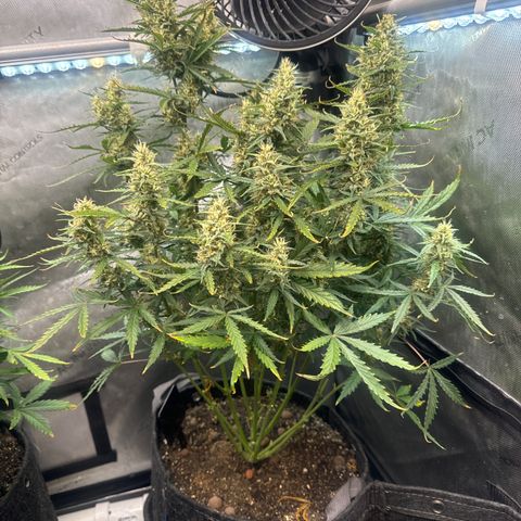 Strawberry Banana  #2 growlog timeline photo