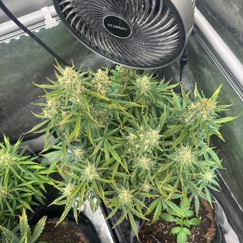 Strawberry Banana  #2 growlog timeline photo