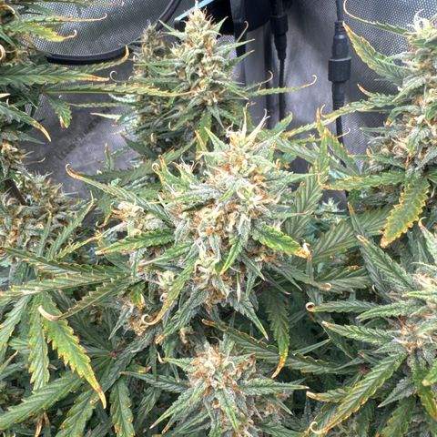 Strawberry Banana  #2 growlog timeline photo