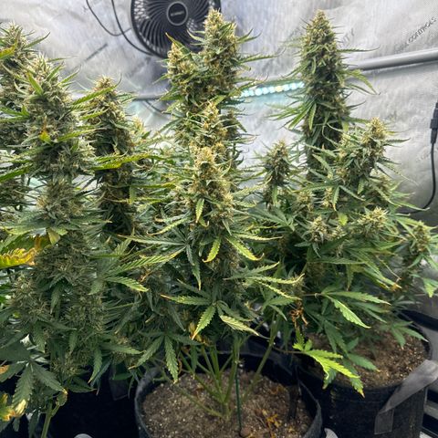 Strawberry Banana  #2 growlog timeline photo
