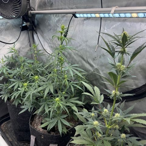 Strawberry Banana  #2 growlog timeline photo