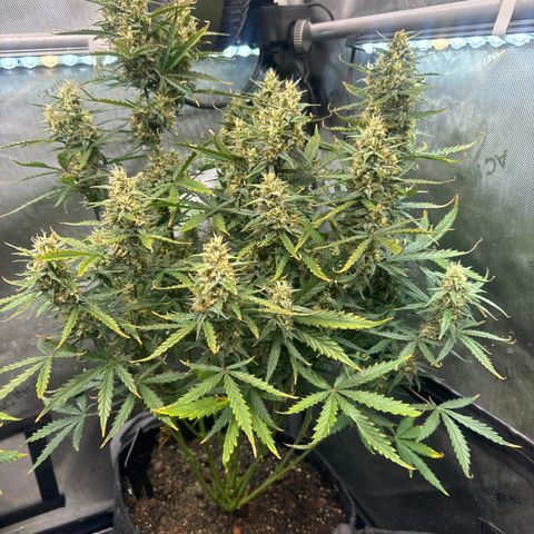 Strawberry Banana  #2 growlog timeline photo