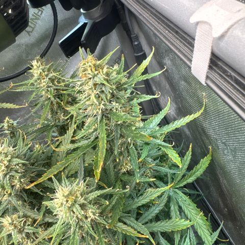 Strawberry Banana  #2 growlog timeline photo