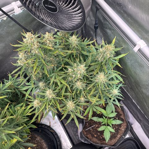 Strawberry Banana  #2 growlog timeline photo