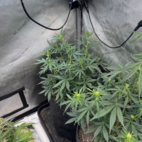 Strawberry Banana  #2 growlog timeline photo