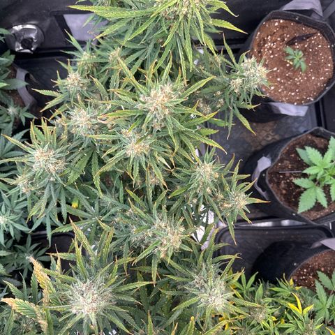 Strawberry Banana  #2 growlog timeline photo