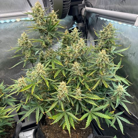 Strawberry Banana  #2 growlog timeline photo