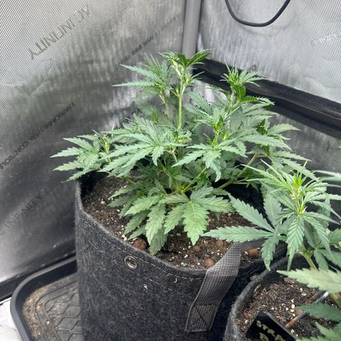 Strawberry Banana  #2 growlog timeline photo