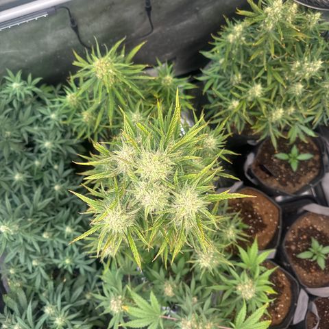 Strawberry Banana  #2 growlog timeline photo