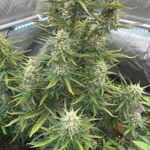 Strawberry Banana  #2 growlog timeline photo