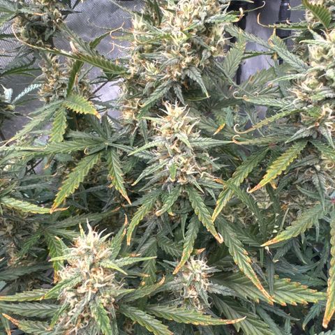 Strawberry Banana  #2 growlog timeline photo