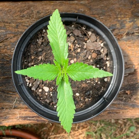 Critical Purple growlog timeline photo