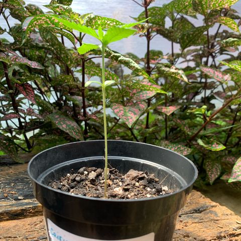 Critical Purple growlog timeline photo