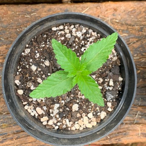 24K Tangie growlog timeline photo
