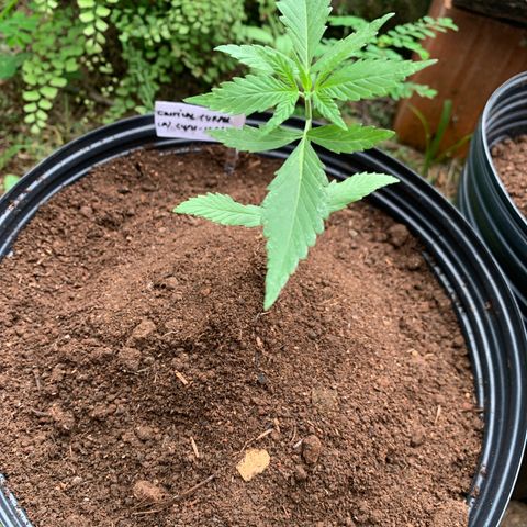 Critical Purple growlog timeline photo