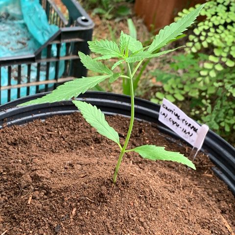 Critical Purple growlog timeline photo