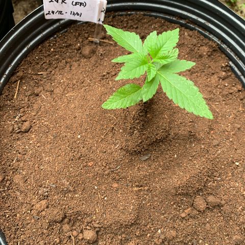 24K Tangie growlog timeline photo