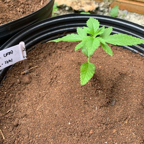 24K Tangie growlog timeline photo