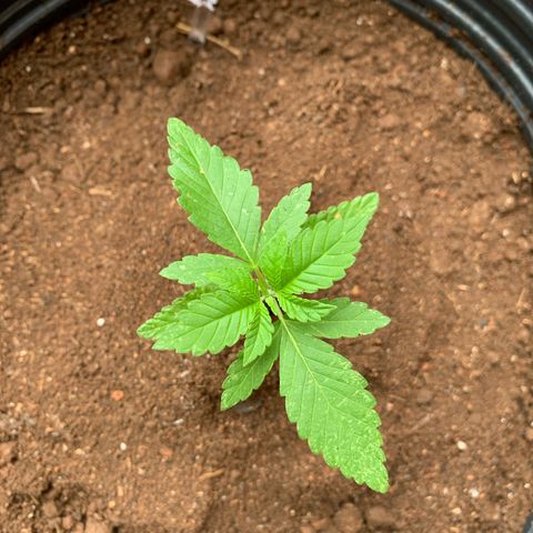 24K Tangie growlog timeline photo