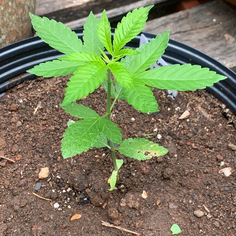 24K Tangie growlog timeline photo