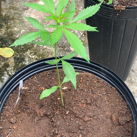 Critical Purple growlog timeline photo