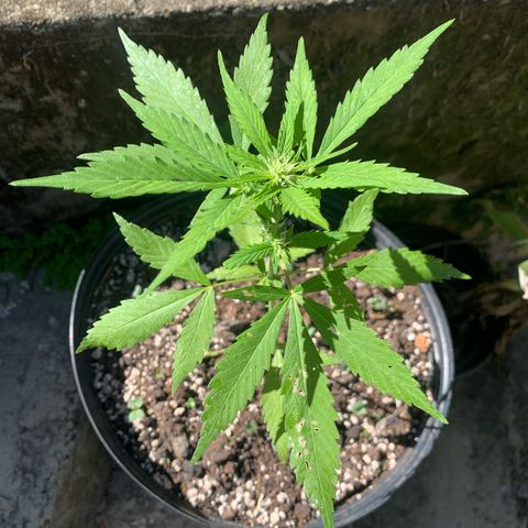 Critical Purple growlog timeline photo