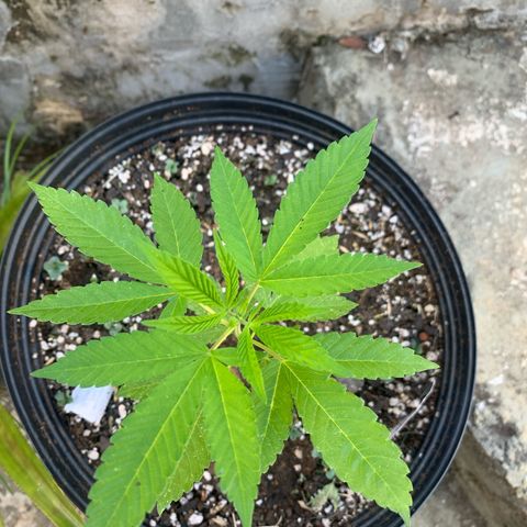 24K Tangie growlog timeline photo