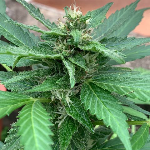 Critical Purple growlog timeline photo