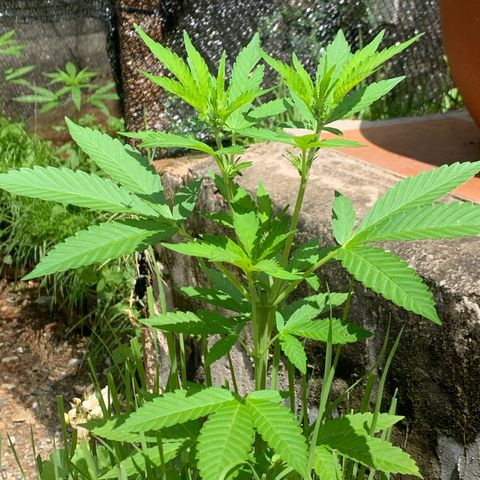 24K Tangie growlog timeline photo