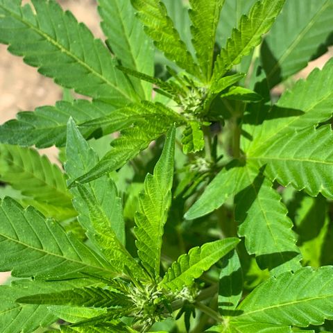 24K Tangie growlog timeline photo