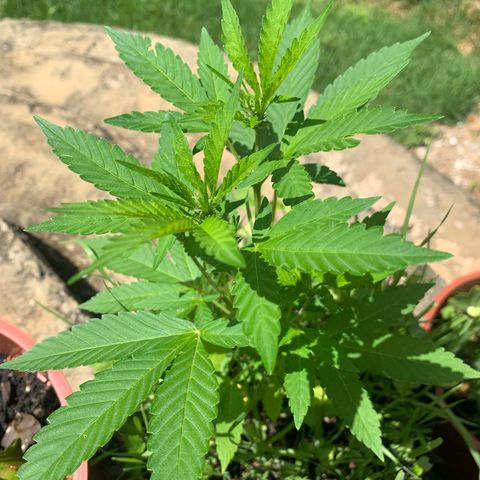 24K Tangie growlog timeline photo